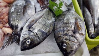Sargos, tambi�n conocidos como jargos, en una pescader�a gallega (imagen de archivo).