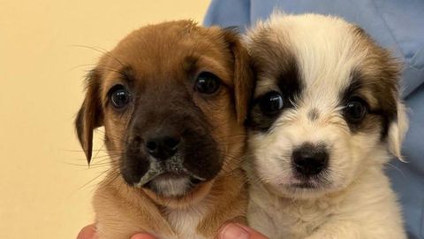 Cachorros por los que nadie ha preguntado en Servigal