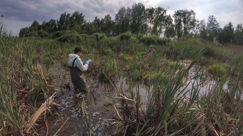 Trabajo de campo dentro de la Zona de Exclusin de Chernobyl. Mayo de 2019. Pablo Burraco muestreando en una zona con nivel medio de contaminacin radioactiva. Autor: Germn Orizaola