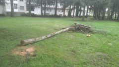 �rbol talada dentro de la campa�a de saneamiento de Xinzo