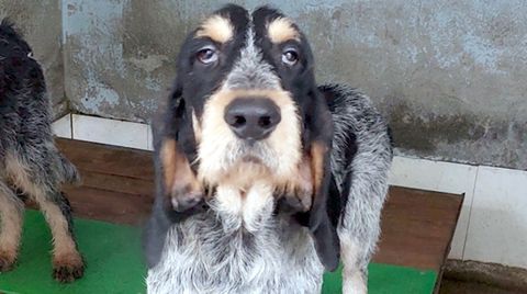 El perro de la protectora de Lugo adoptado por una pareja suiza