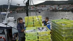 En concellos como Porto do Son, pesca y acuicultura sobresalen por el n�mero de afiliados.