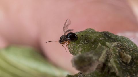 La vida del insecto adulto solo dura en torno a diez d�as. Durante este tiempo depositan sus huevos en los brotes de los casta�os. Los huevos tardan entre treinta y cuarenta d�as en eclosionar y entonces nacen las larvas, que no se desarrollan inmediatamente