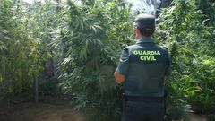 Plantas de marihuana incautadas por la Guardia Civil en una de las cinco plantaciones localizadas en O Condado.