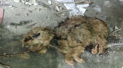 Perro aparecido muerto.Perro aparecido muerto