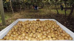 Imagen de archivo de una plantaci�n de kiwis