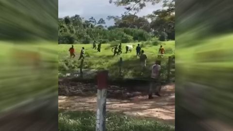 Un grupo de venezolanos mata una vaca a pedradas para tener algo que comer