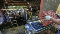 De la autorización o no de la destilación dependerá la uva que entre en las bodegas