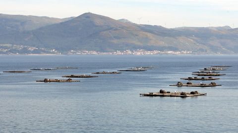 Bateas en la r�a de Muros-Noia