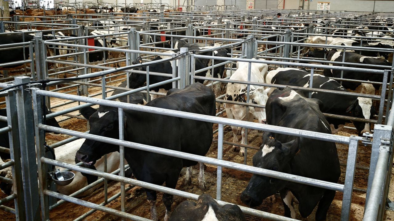 La Central Agropecuaria de Silleda registró el mayor precio medio de vacuno mayor