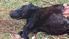 Apareci� tendido en el prado el jueves por la ma�ana