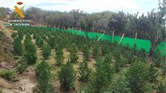 Plantacin de marihuana en Jarandilla de la Vera, Cceres