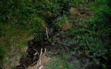 Imagen del riachuelo en O Carrizal, anteayer por la tarde, cuando se detect� el derrame de pur�n.