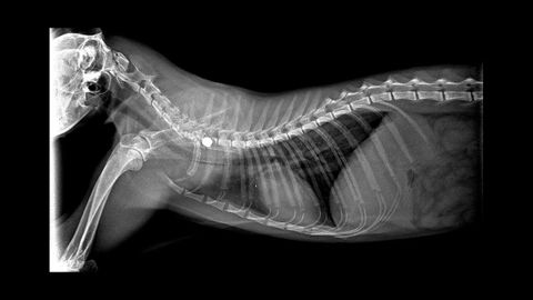 En la radiografa que le hicieron al gato se puede ver el baln en la columna