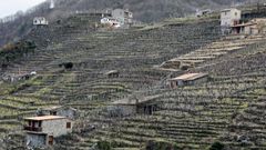 Construcciones en las laderas plantadas de vi�as de San Fiz de Asma