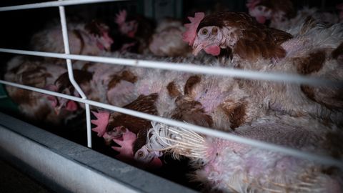 Gallinas en jaula