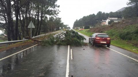 Arbol cado en O Rosal (A Guarda).