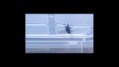 La velutina m�s madrugadora de A Mari�a