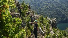 Moldavos en la vendimia heroica de la Ribeira Sacra