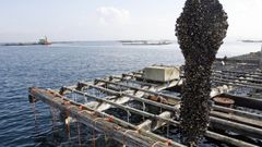 La mayor�a de la cr�a de mejill�n se recoge en las rocas, pero tambi�n en cuerdas colectoras en bateas, como esta, en la r�a de Arousa, en una imagen de archivo