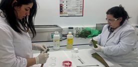 Dos alumnas del ciclo medio de Farmarcia extraen la gelatina de una planta de aloe vera, ayer, para fabricar una crema nutritiva. 