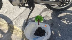 Imagen de la bolsa intervenida ayer a un furtivo en Ni��ns, que albergaba 0,76 kilos de percebes de talla reglamentaria.