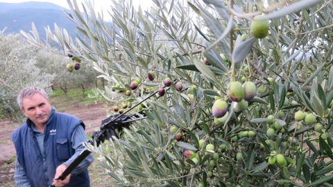 Recogida de la aceituna en un olivar de la bodega quiroguesa Aceiroga, una de las empresas locales dedicadas a la producci�n de aceite