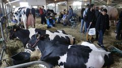Animales llevados a la Mostra Exposici�n de Muimenta para la subasta de ganado fris�n del 2025