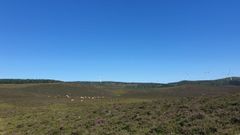Imagen de archivo de un monte con ganado en Vilalba