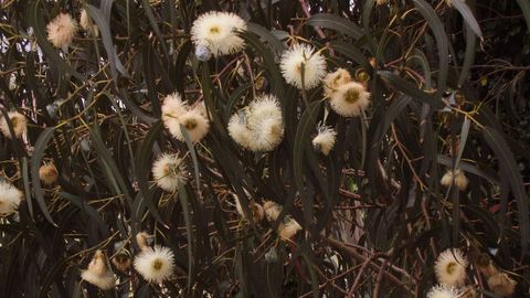 O eucalipto débelle o nome ao botánico francés Charles-Louis L'Heritier: o prefixo 'eu' significa «ben» mentres que 'kaliptós' significa «cuberto», en referencia á cápsula das súas flores