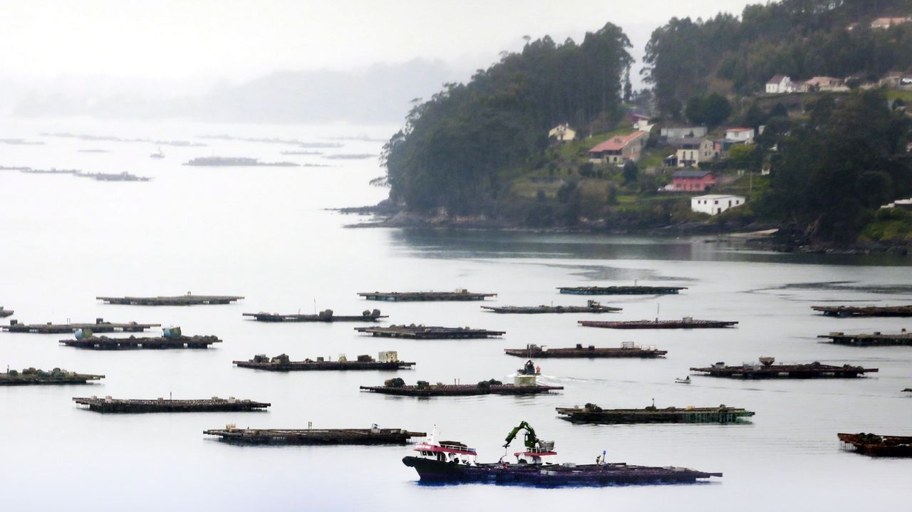 Mejilloneros instan a Mar a defender en la UE el valor ambiental de las bateas