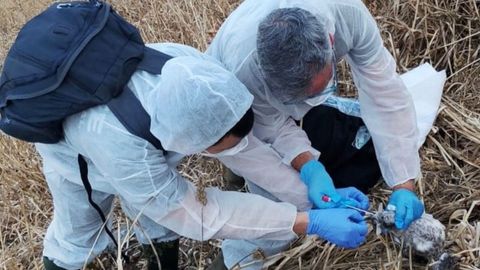 Medio Rural recoge muestras de una decena de pollos de gaviota muertos en la isla Herbosa, en el entorno de cabo Peñas