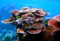 Un paseo por los arrecifes de coral