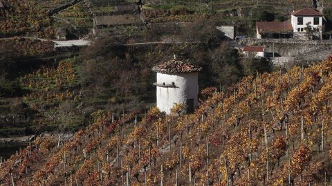 Palomar entre las vias de Belesar, en la parroquia de San Paio de Diomondi (O Saviao)
