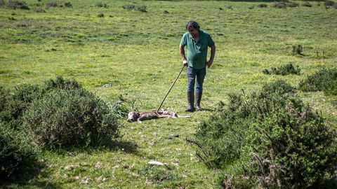 Imagen de uno de los �ltimos ataques del lobo en Galicia