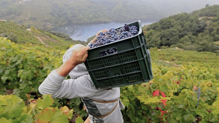 Ribeira Sacra deber ajustar la produccin de uva tinta en alrededor de un milln de kilos