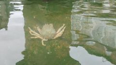 Aparecen unos centollos en la Praza do Toural, en Santiago