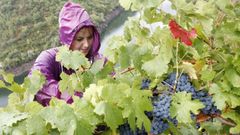Vendimia con lluvia en una vi�a de la ribera de Doade, en una imagen de archivo