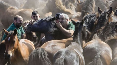 Los aloitadores se emplearon a fondo para dominar a las reses.