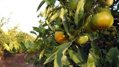 Mandarinas en un �rbol de una plantaci�n de c�tricos espa�ola