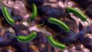 Recreaci�n de la bacteria �Vibrio vulnificus�, entre gl�bulos blancos y gl�bulos rojos