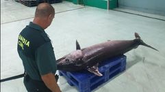 Un guardia civil con un pez espada incautado en A Corua (foto de archivo)