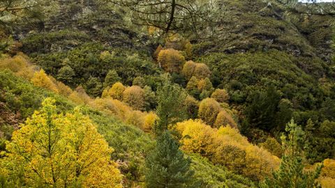 La sostenibilidad del monte es un objetivo de la Xunta a corto y a medio plazo. 