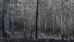 Vista del terreno tras el incendio en Soto de Las Regueras