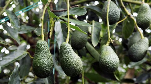 Aguacates de la variedad hass que esperan su punto �ptimo para ser recolectados