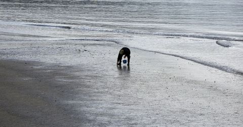 La sobreexplotaci�n pesquera abarca a todos los �mbitos dentro de la r�a de Vigo. 