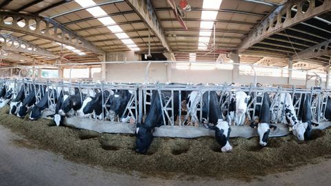 Granja l�ctea de Mazaricos