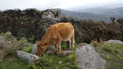 Una vaca pasta plácidamente cerca del mirador de A Curota.