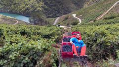La vendimia en las vi�as en pendiente de la Ribeira Sacra es capaz de agotar a cualquiera, como bien se ve en la foto 