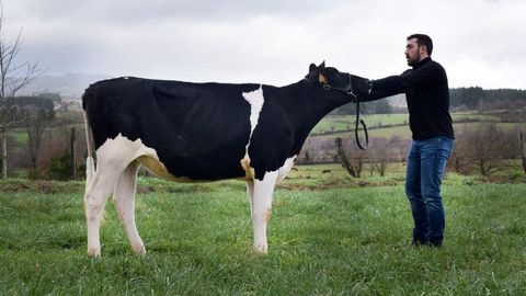 Imagen de archivo de una de las vacas de Baixo Holstein